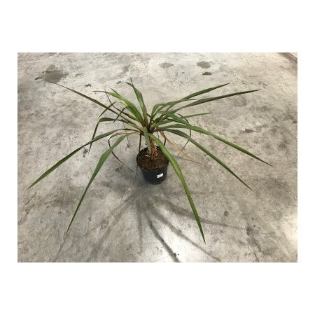 Cordyline – Plante décorative exotique