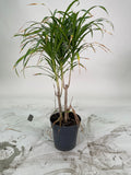 Dracaena