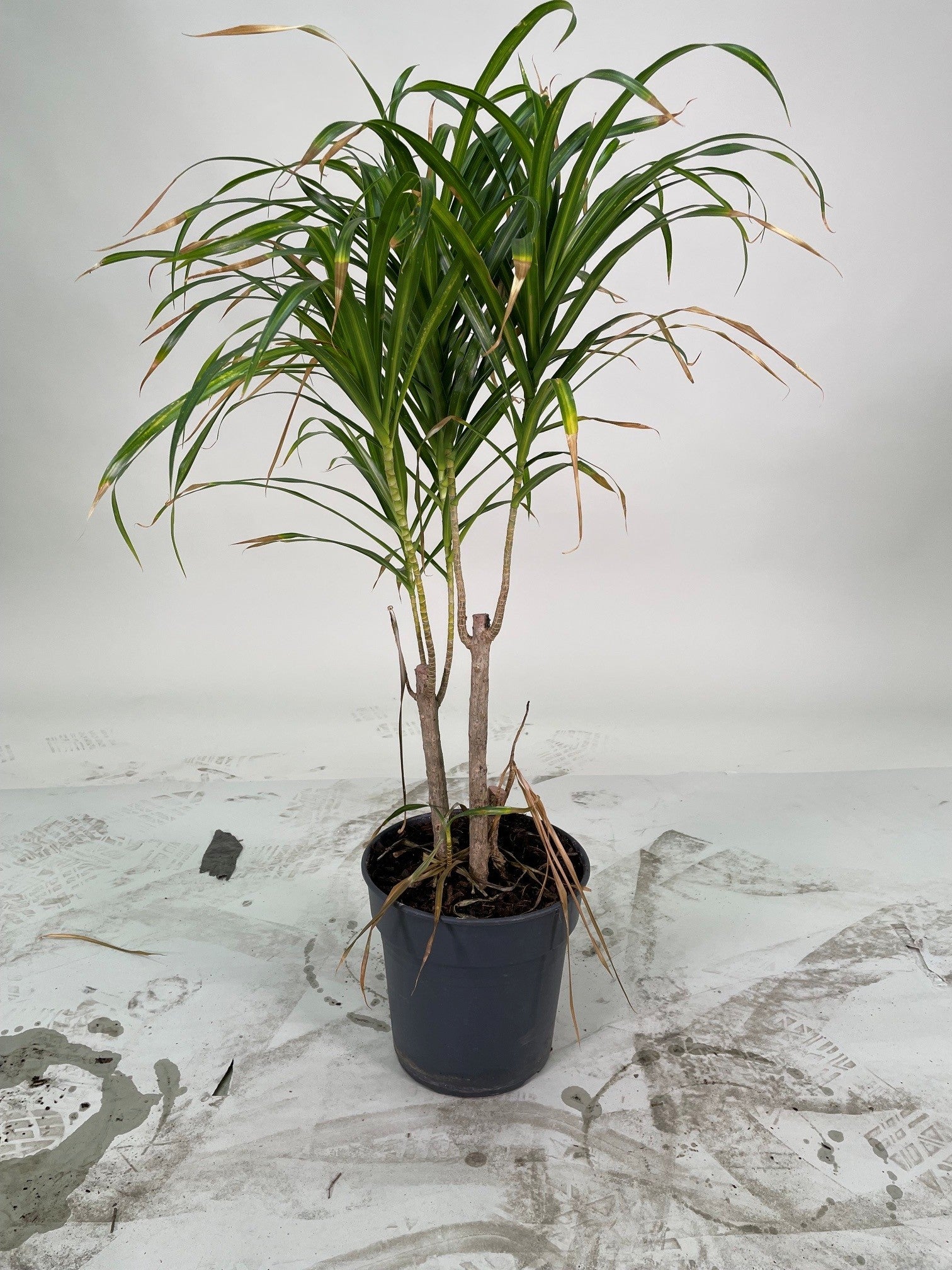 Dracaena