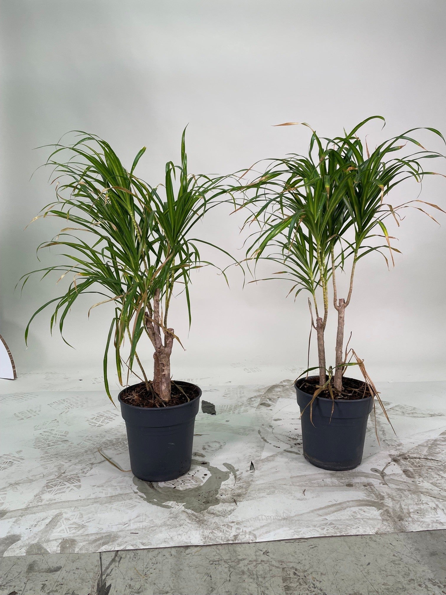 Dracaena