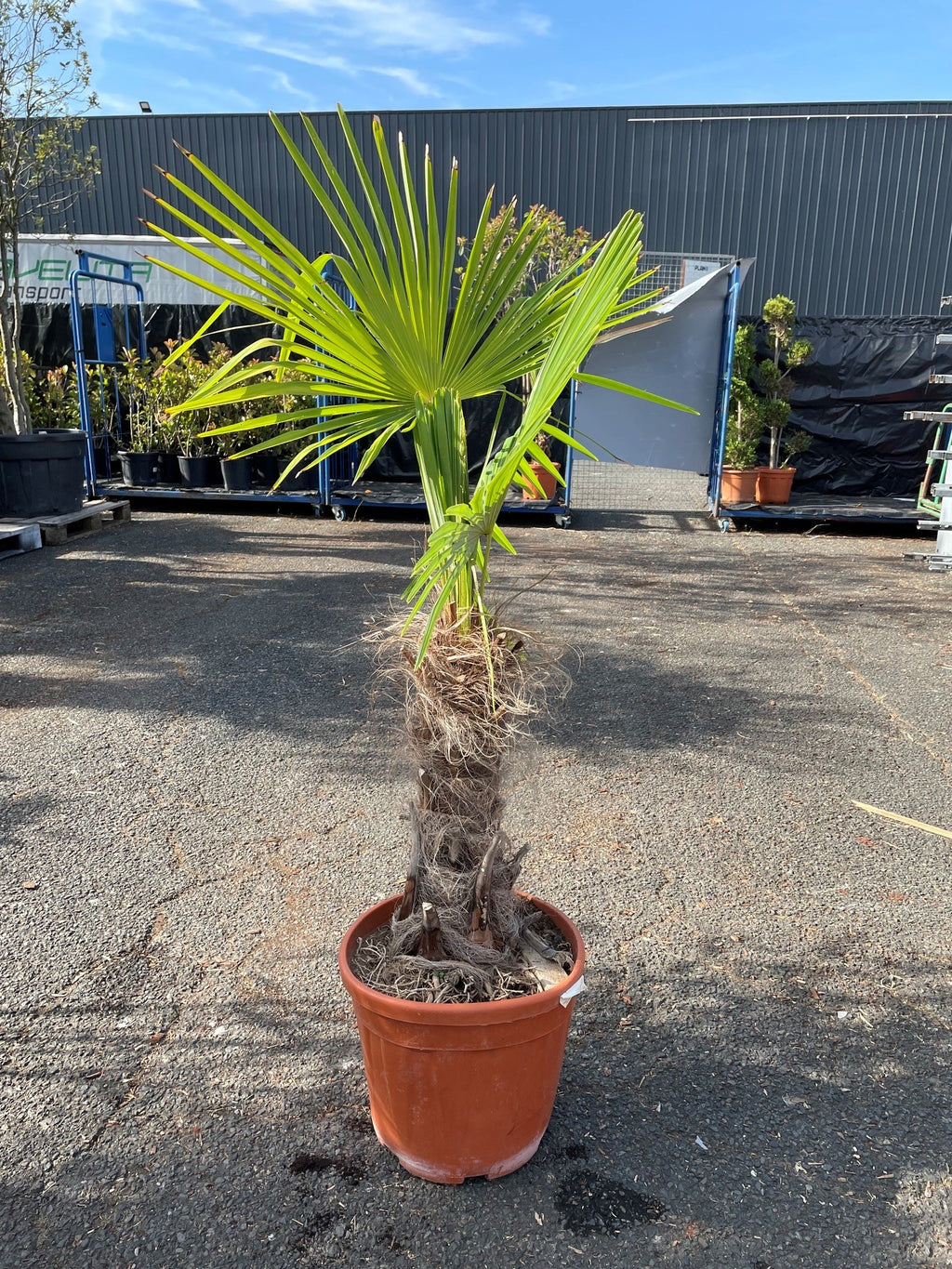 Palmier excelsa (Trachycarpus fortunei)