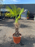 Palmier excelsa (Trachycarpus fortunei)