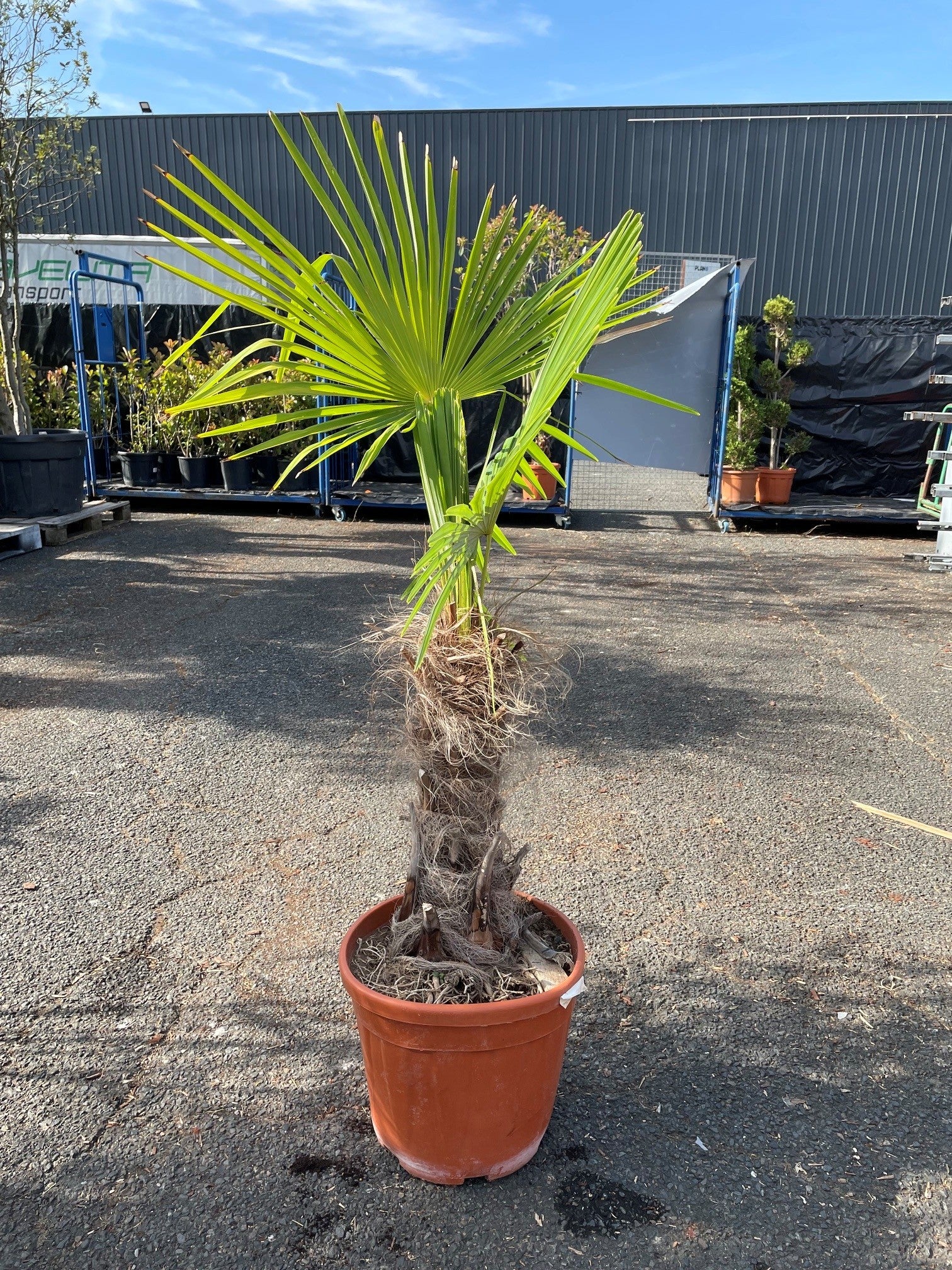 Palmier excelsa (Trachycarpus fortunei)