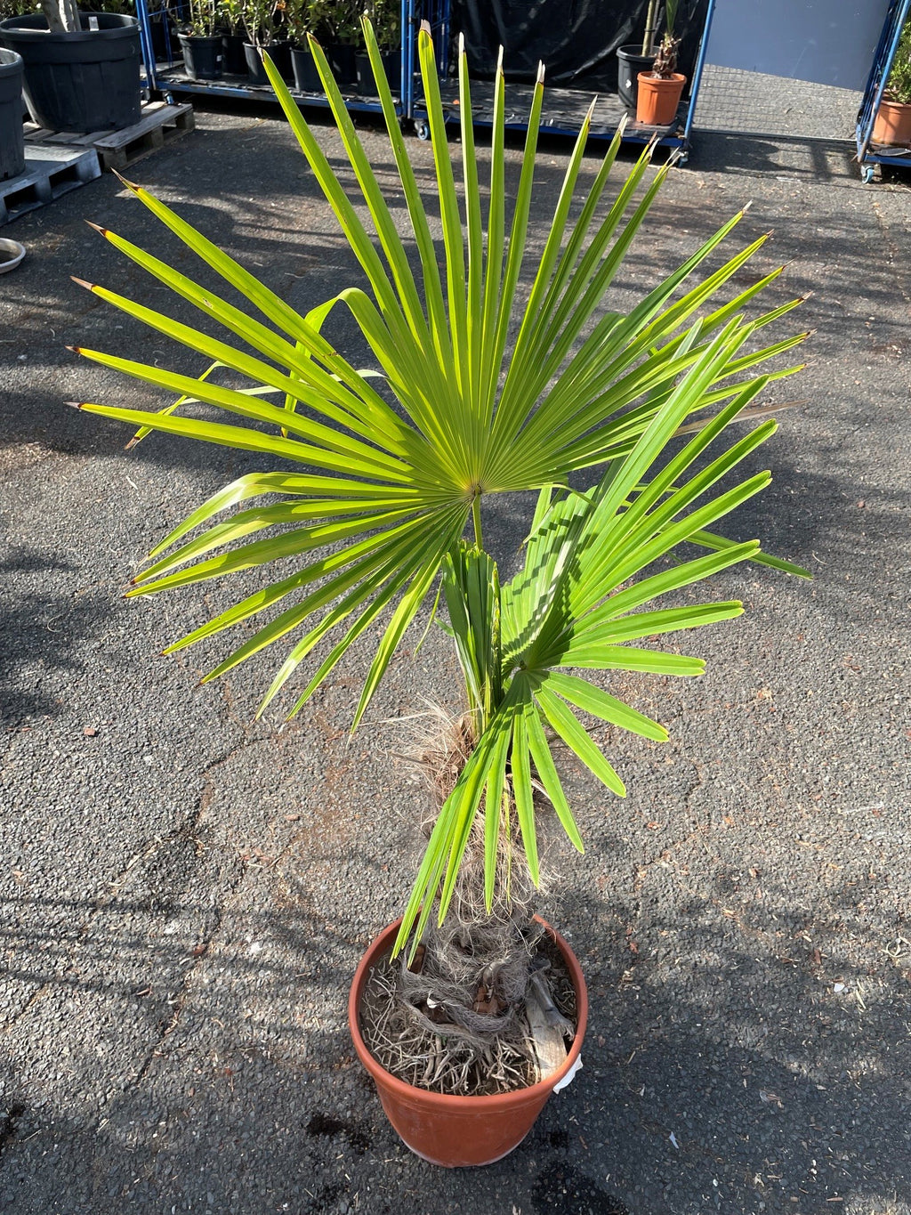 Palmier excelsa (Trachycarpus fortunei)