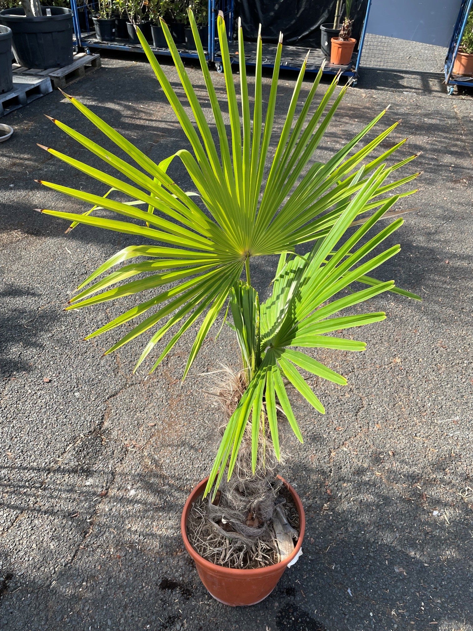 Palmier excelsa (Trachycarpus fortunei)