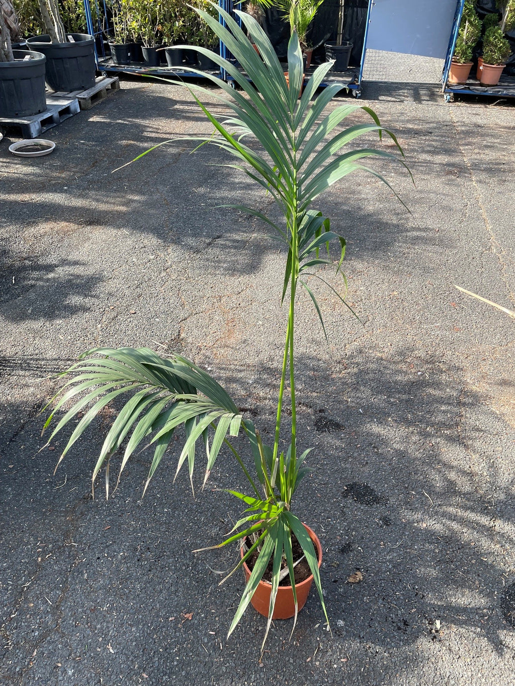 Palmier Kentia (Howea forsteriana)