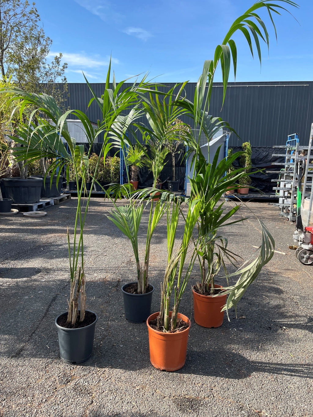 Palmier Kentia (Howea forsteriana)