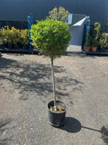 Ligustrum Tige Boule