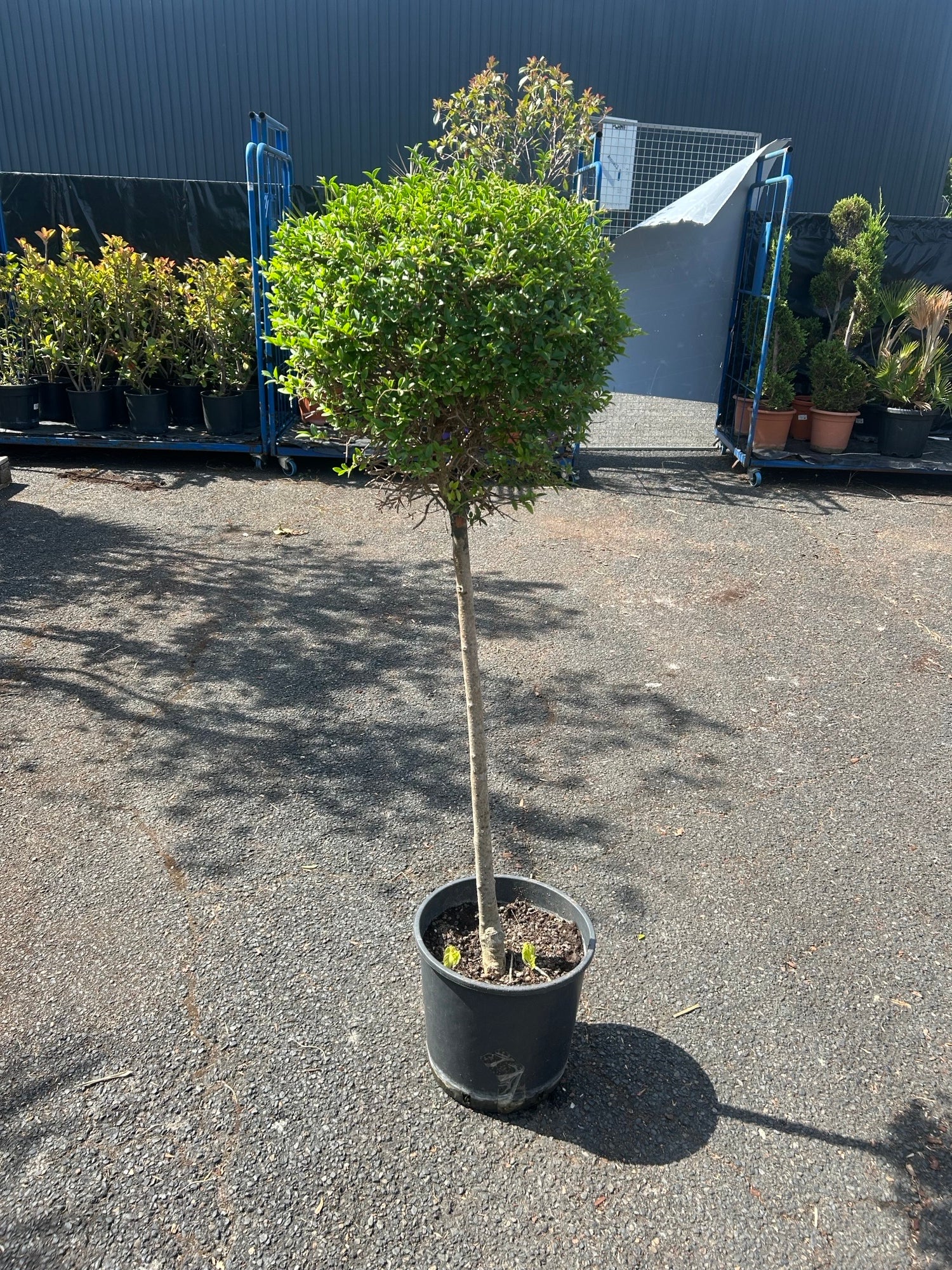 Ligustrum Tige Boule