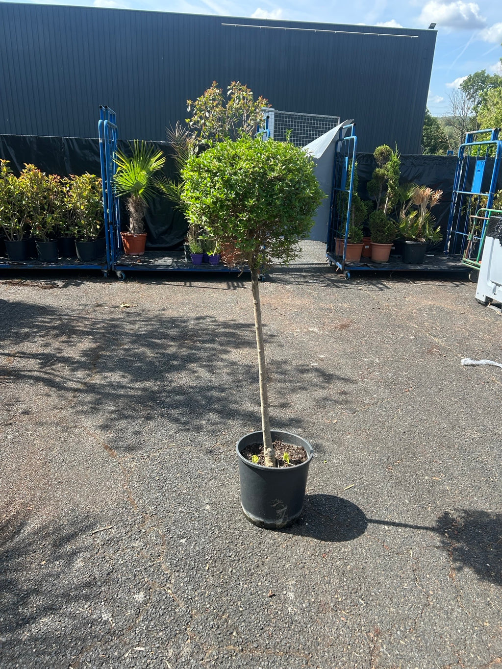 Ligustrum Tige Boule