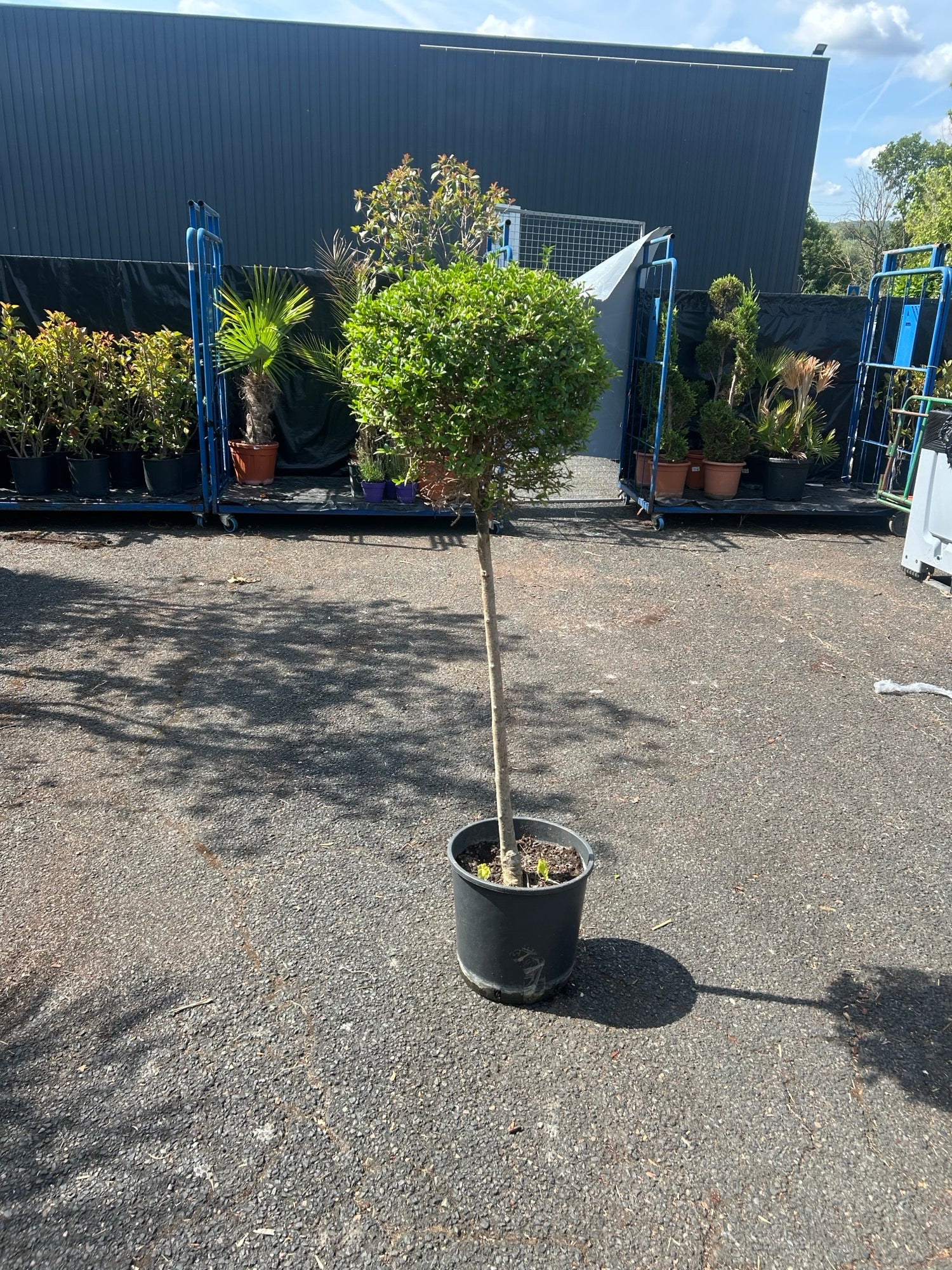 Ligustrum Tige Boule