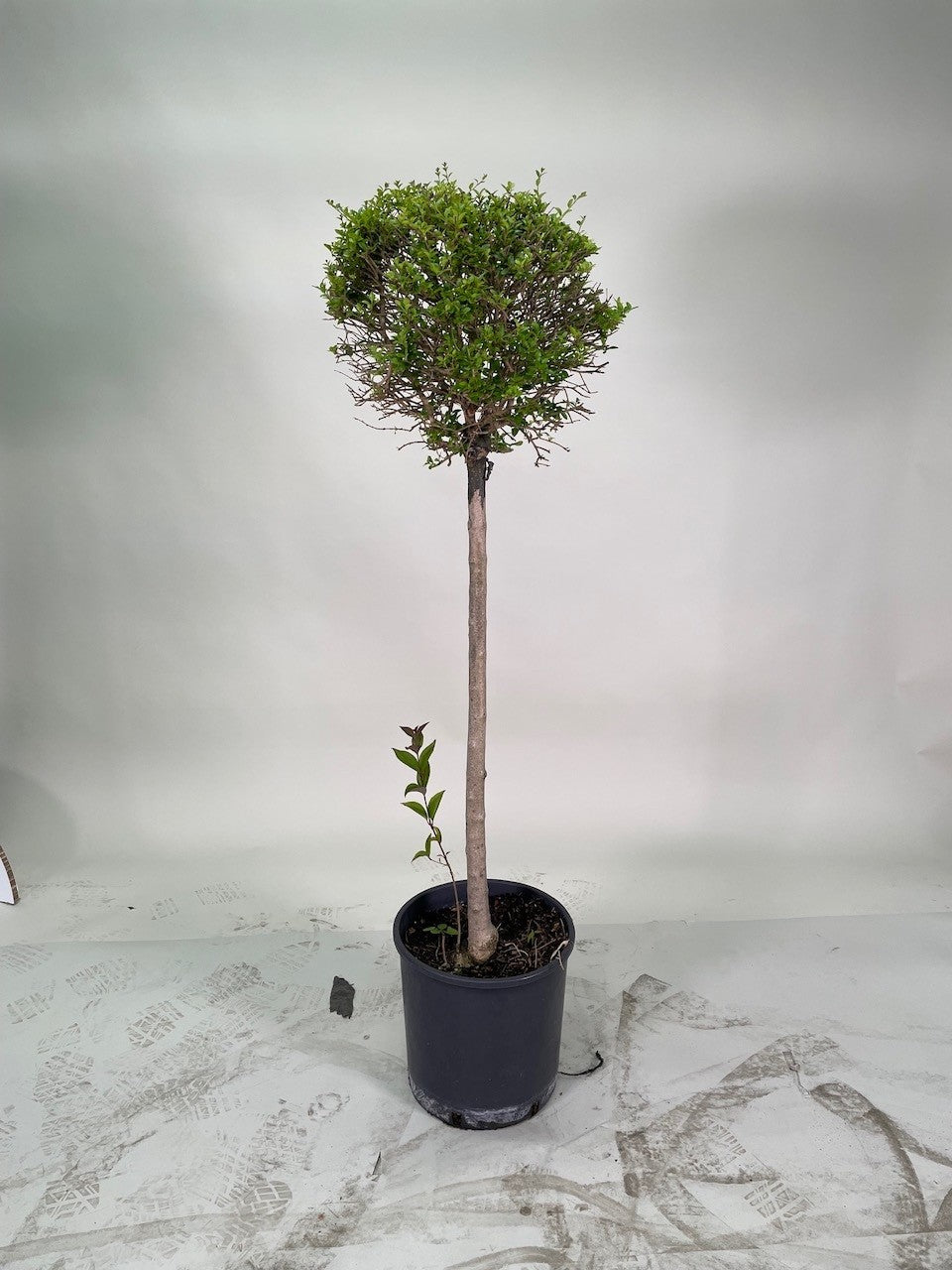 Ligustrum Tige Boule