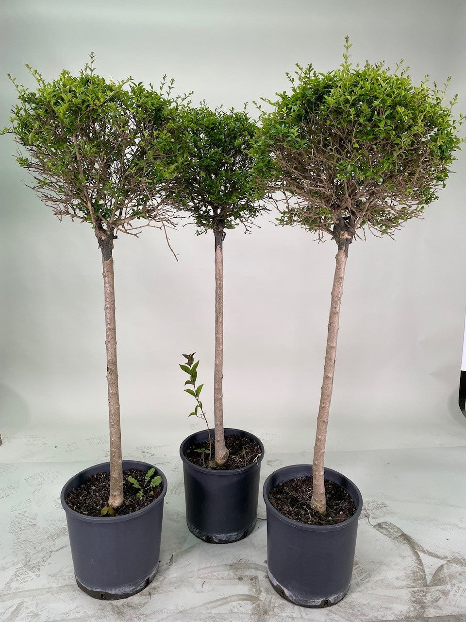 Ligustrum Tige Boule