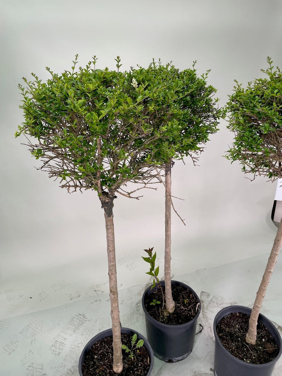 Ligustrum Tige Boule