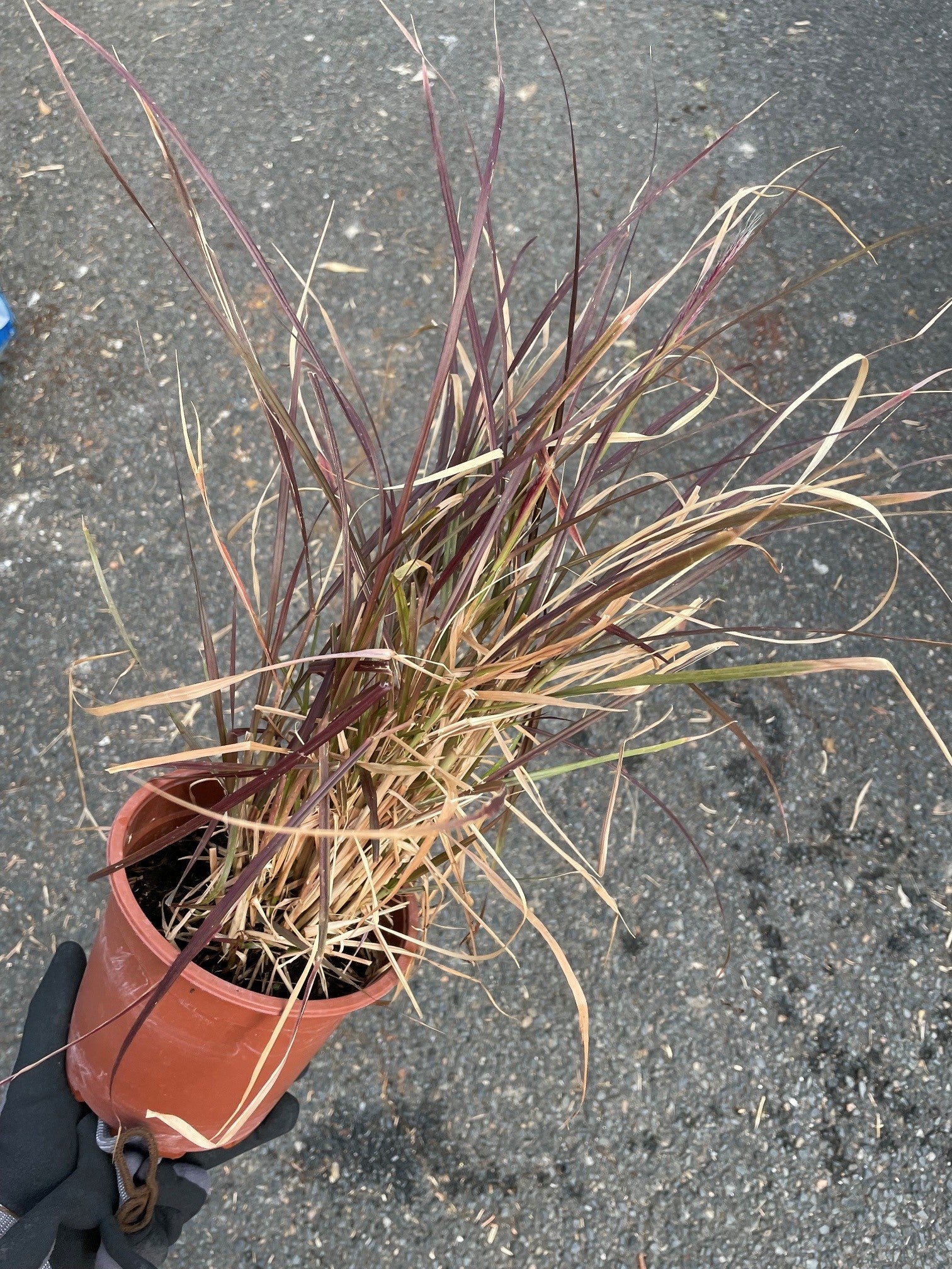 Pennisetum x advena ‘Rubrum’ – Graminée pourpre en pot