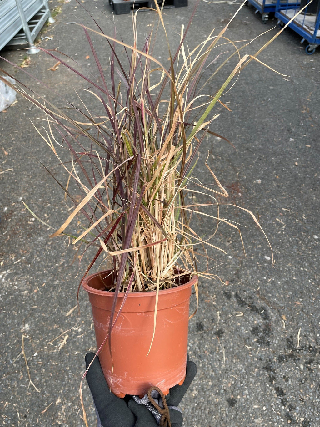 Pennisetum x advena ‘Rubrum’ – Graminée pourpre en pot