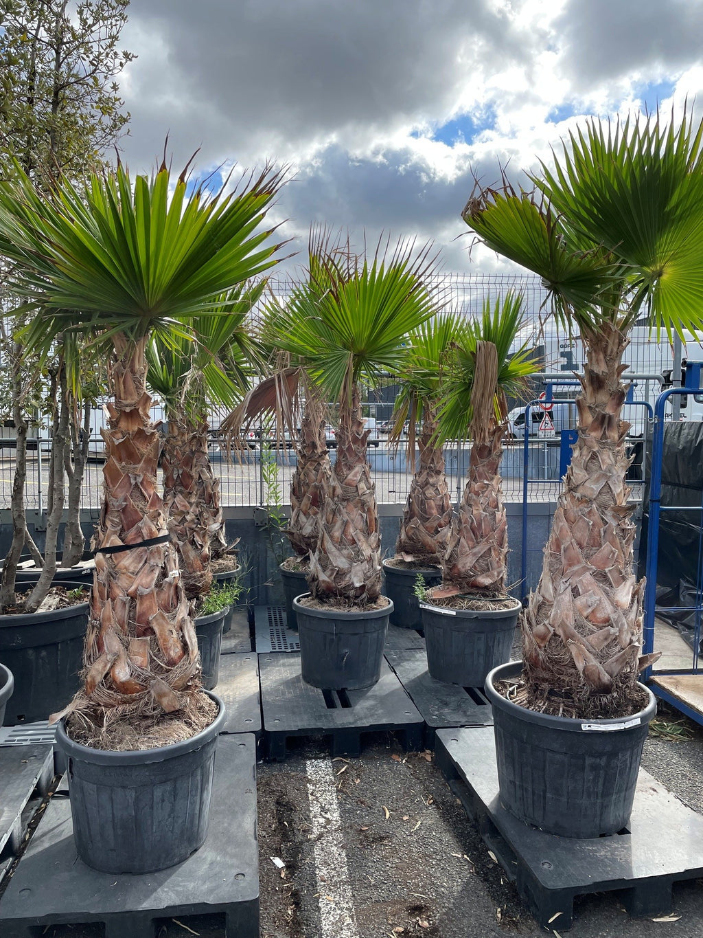 Palmier éventail – Grand sujet