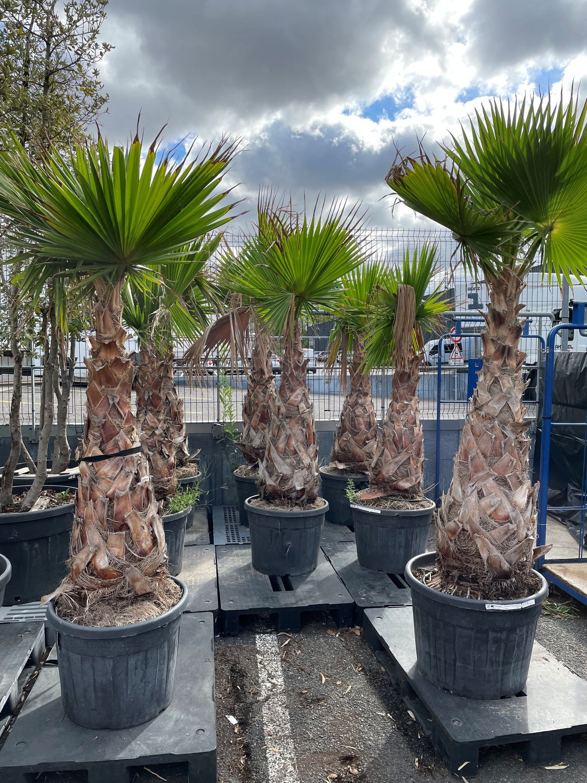 Palmier éventail – Grand sujet