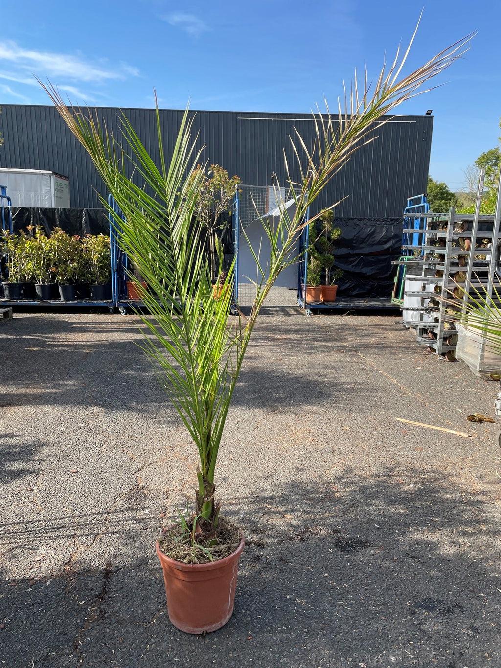 Palmier des Canaries (Phoenix canariensis)