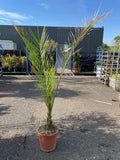 Palmier des Canaries (Phoenix canariensis)