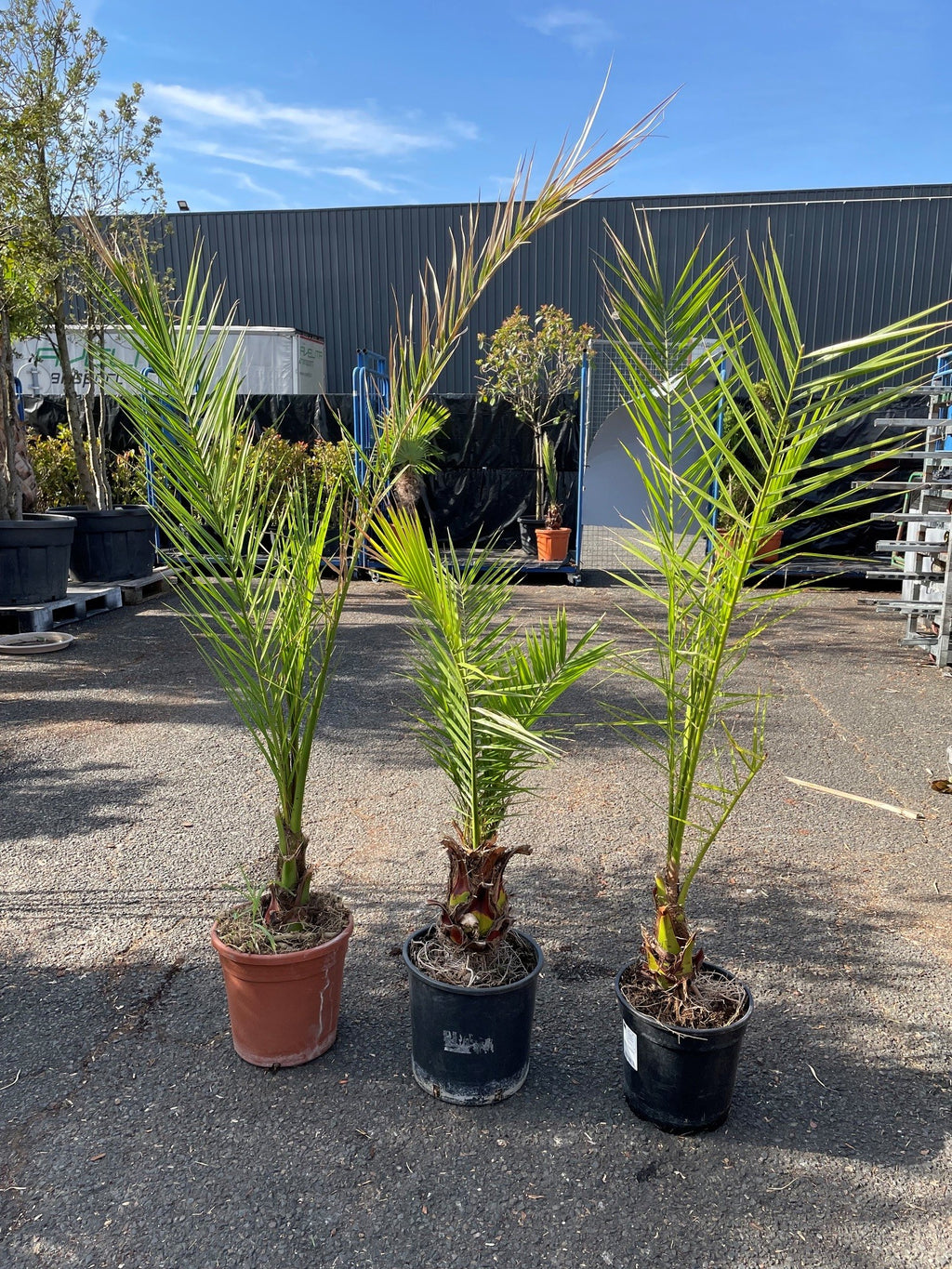 Palmier des Canaries (Phoenix canariensis)