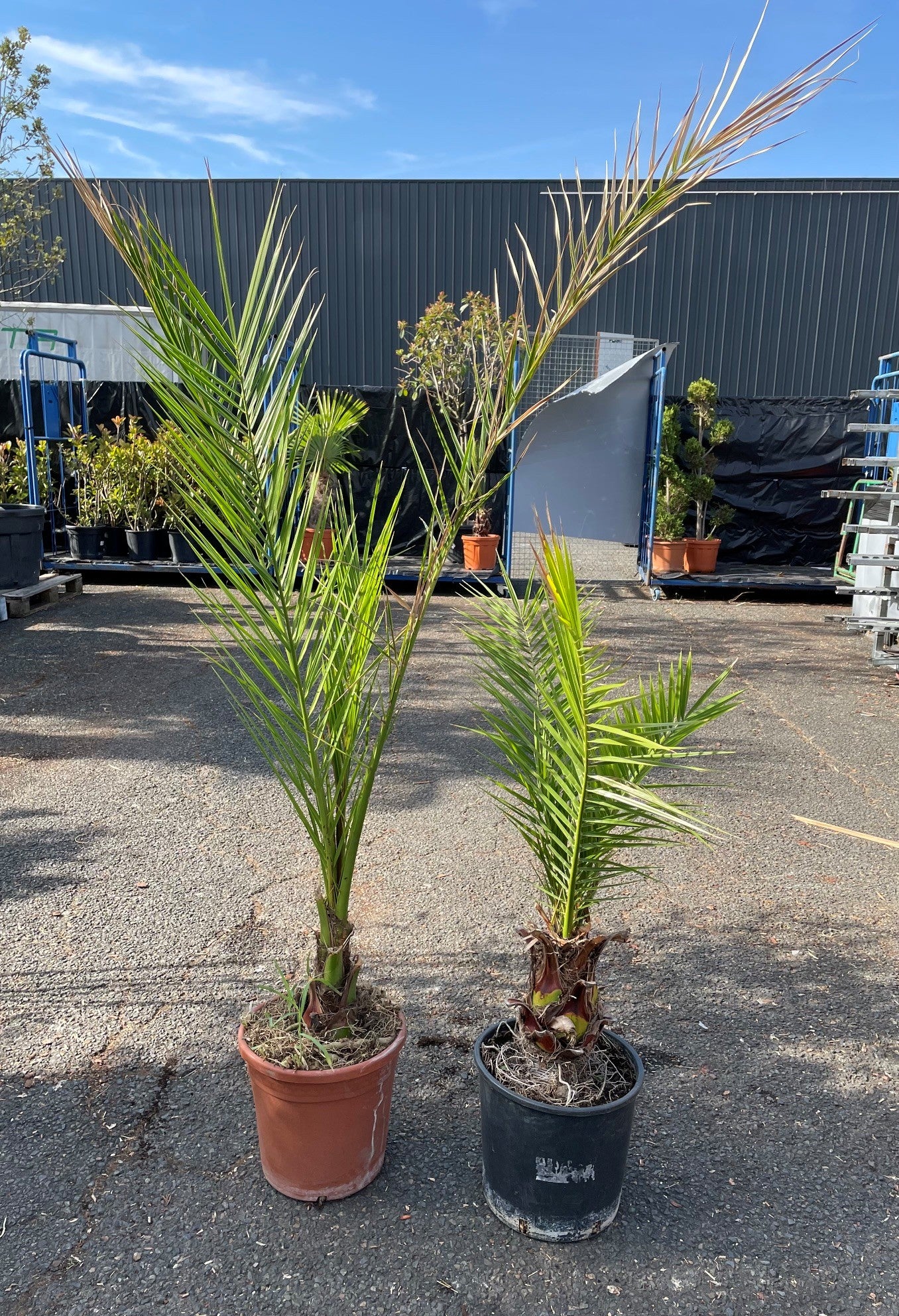Palmier des Canaries (Phoenix canariensis)
