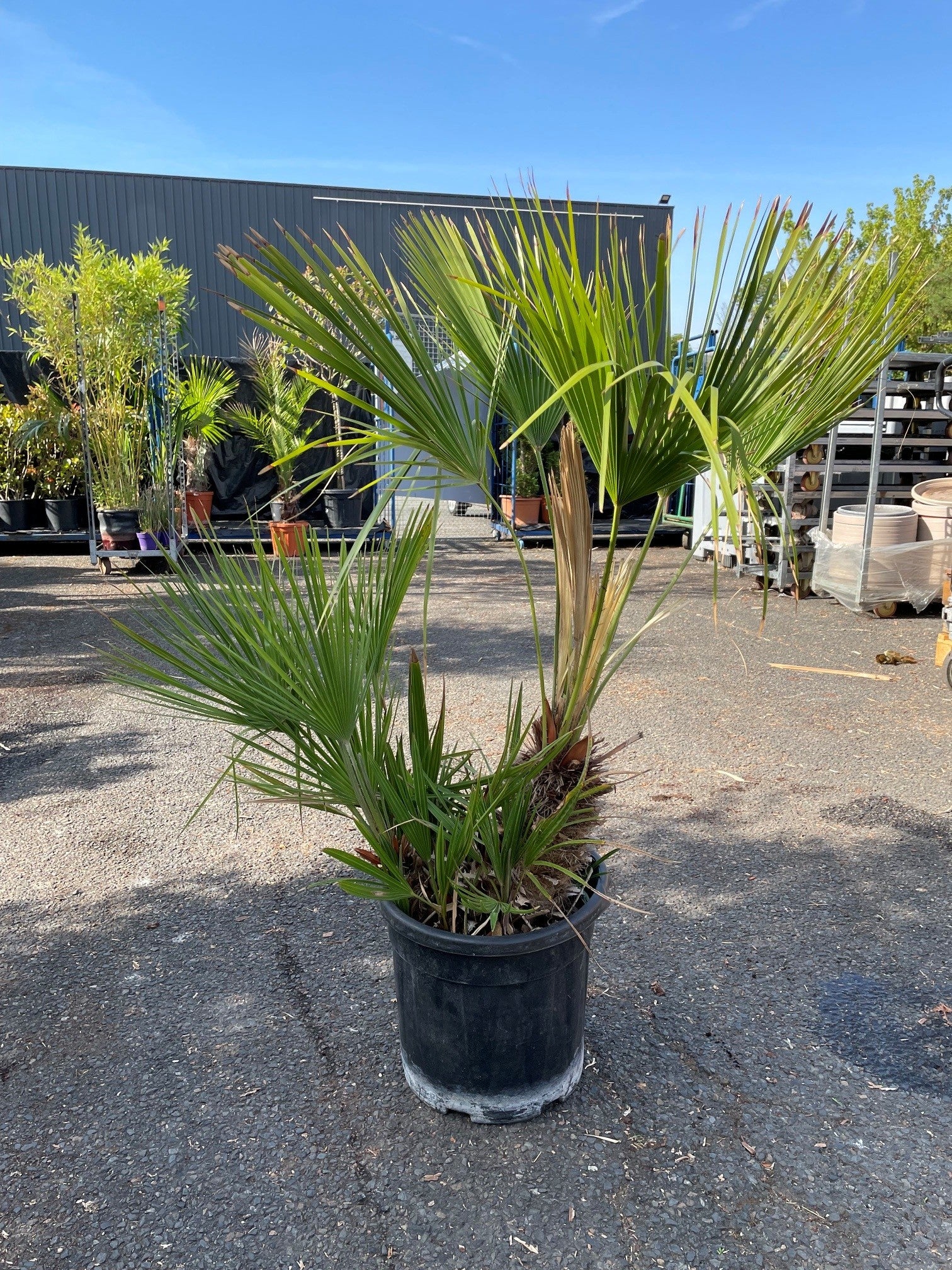 Palmier nain (Chamaerops humilis)