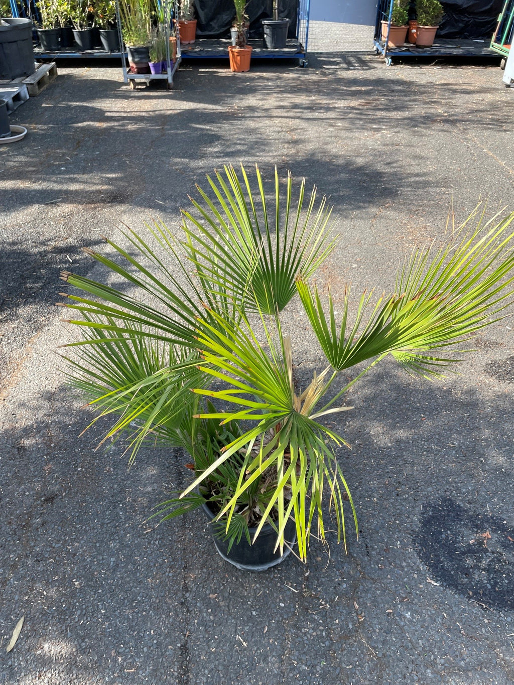 Palmier nain (Chamaerops humilis)
