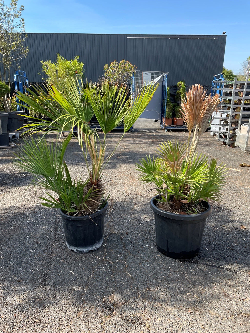Palmier nain (Chamaerops humilis)