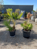 Palmier nain (Chamaerops humilis)