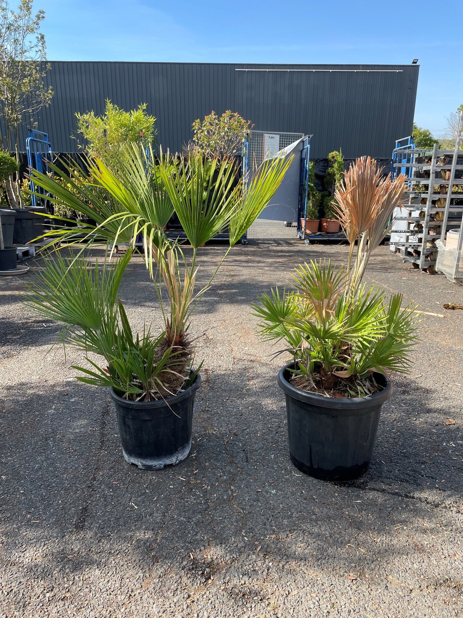 Palmier nain (Chamaerops humilis)