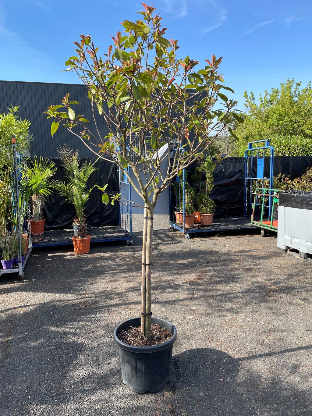 Photinia sur tige – arbuste boule