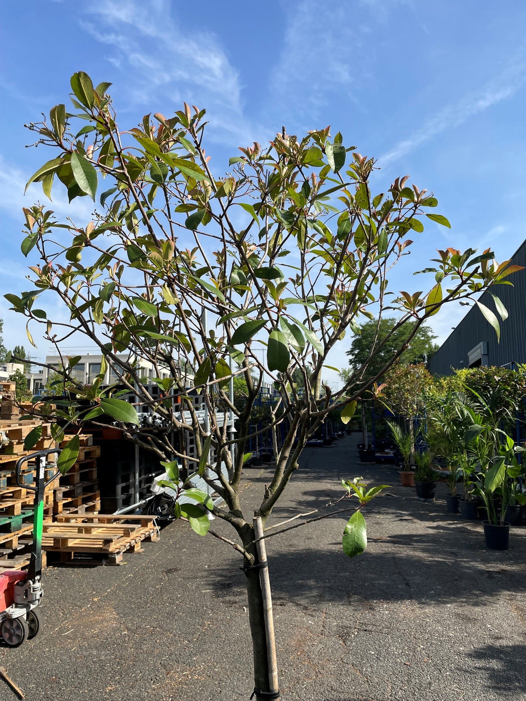 Photinia sur tige – arbuste boule