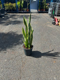Sansevieria ( Langue de Belle-Mère )