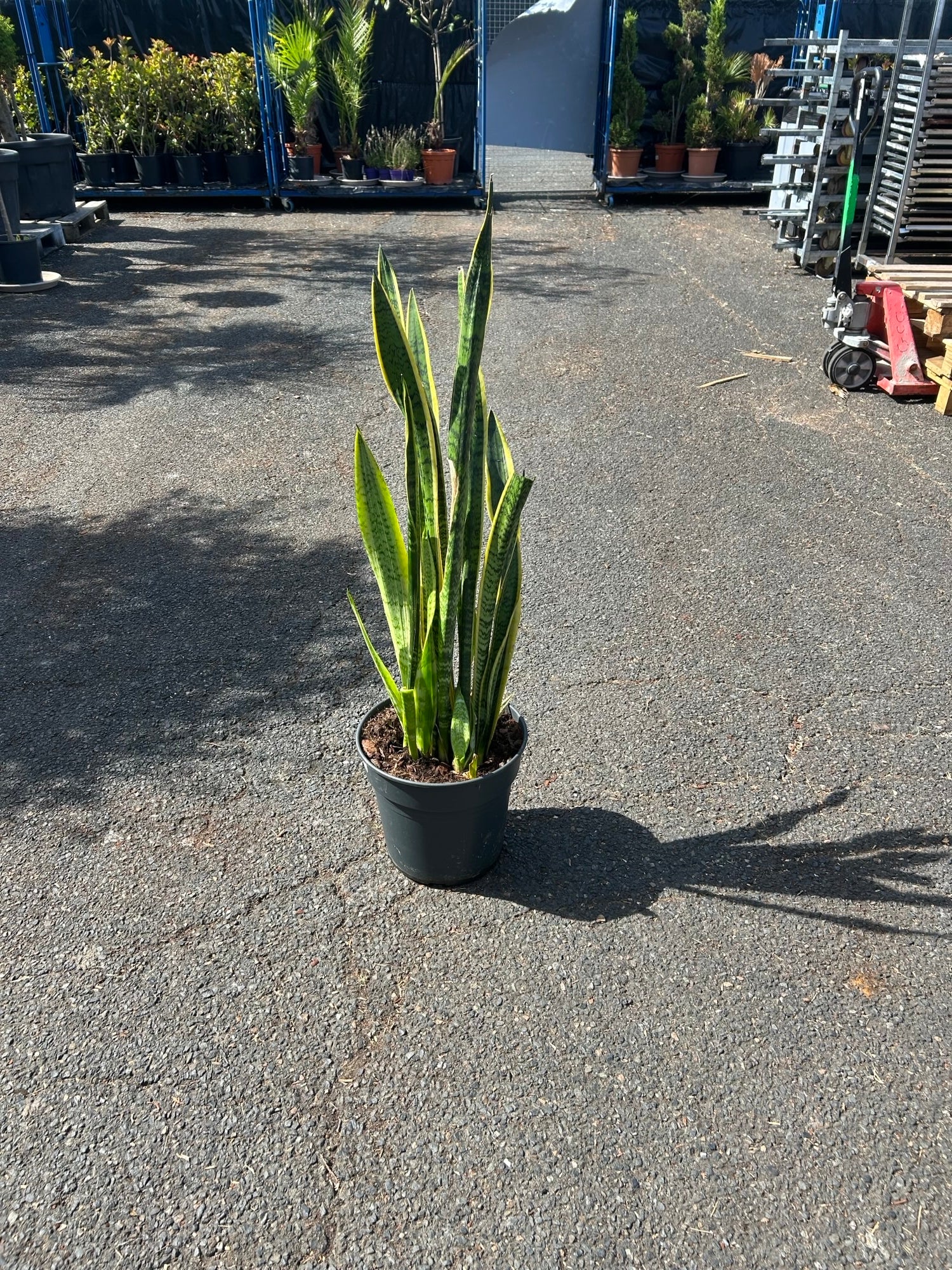 Sansevieria ( Langue de Belle-Mère )