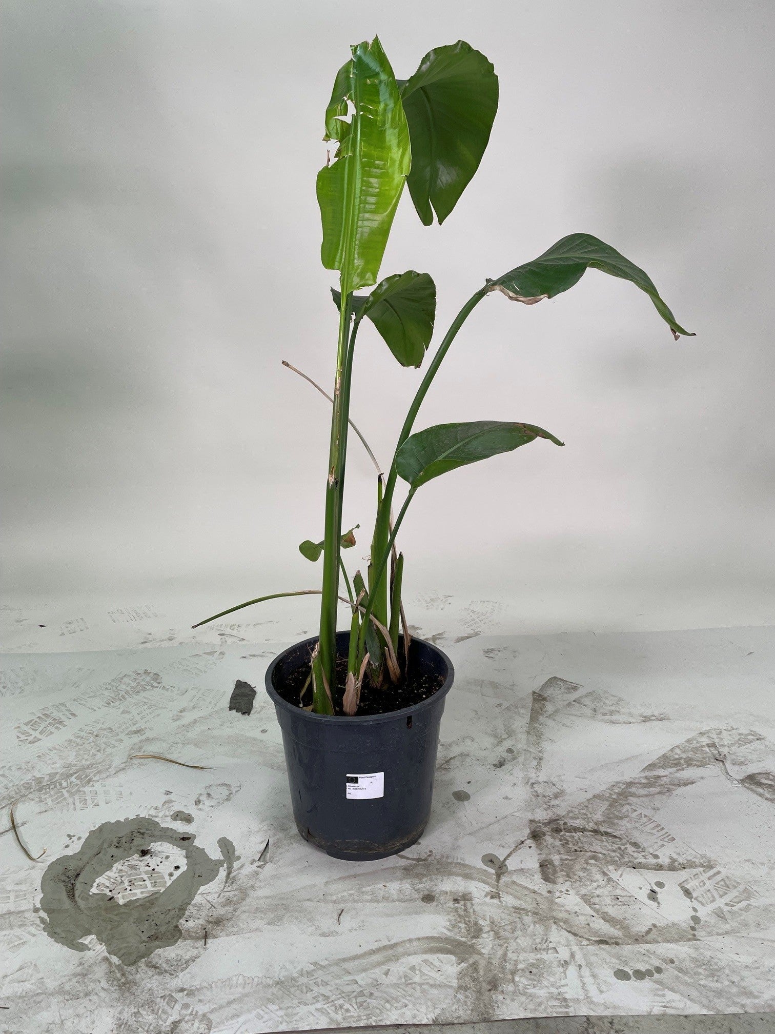Strelitzia ( Oiseau de Paradis )
