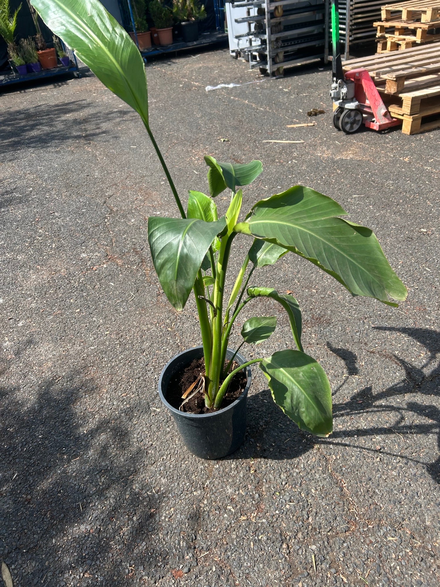 Strelitzia ( Oiseau de Paradis )