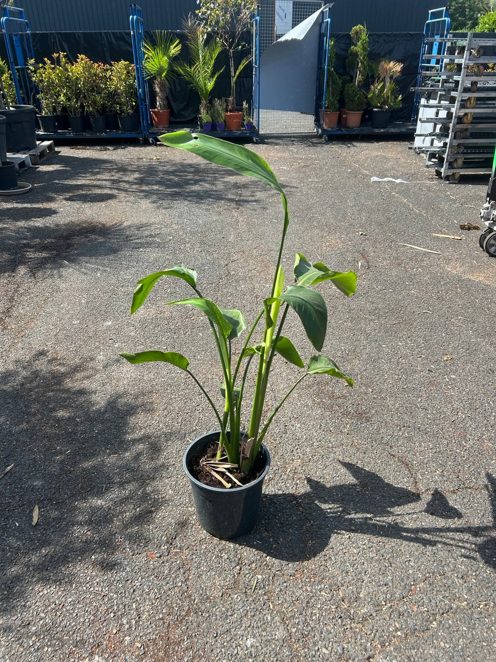Strelitzia ( Oiseau de Paradis )