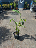 Strelitzia ( Oiseau de Paradis )
