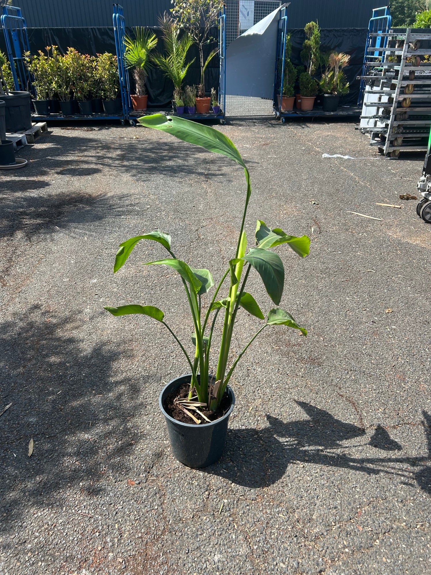 Strelitzia ( Oiseau de Paradis )