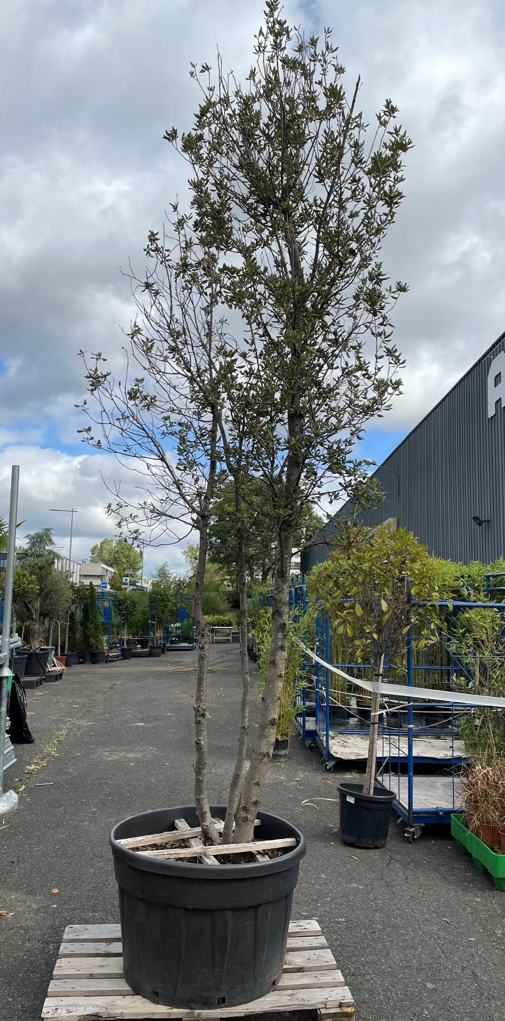 Chêne vert + DE 3M