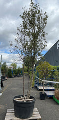 Chêne vert + DE 3M