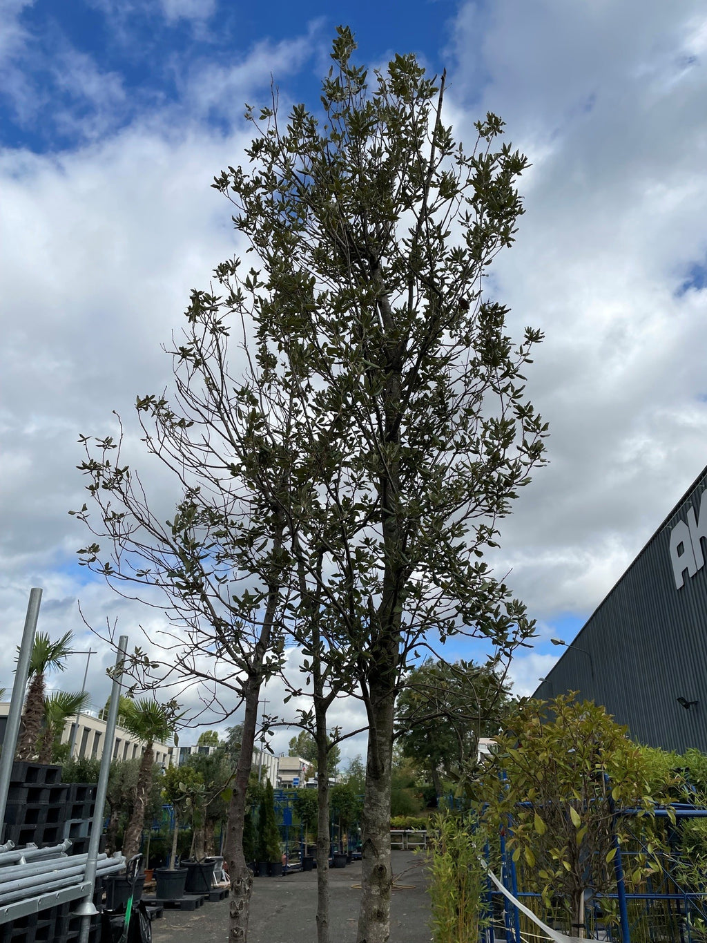 Chêne vert + DE 3M