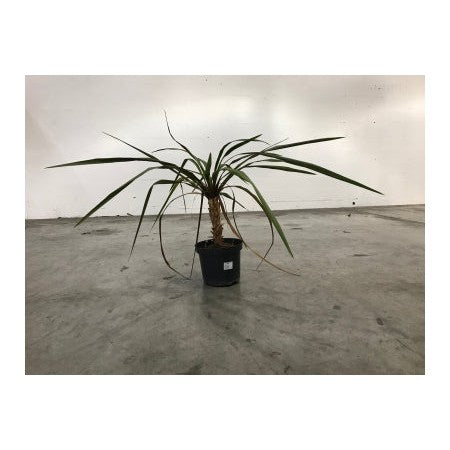 Cordyline – Plante décorative exotique
