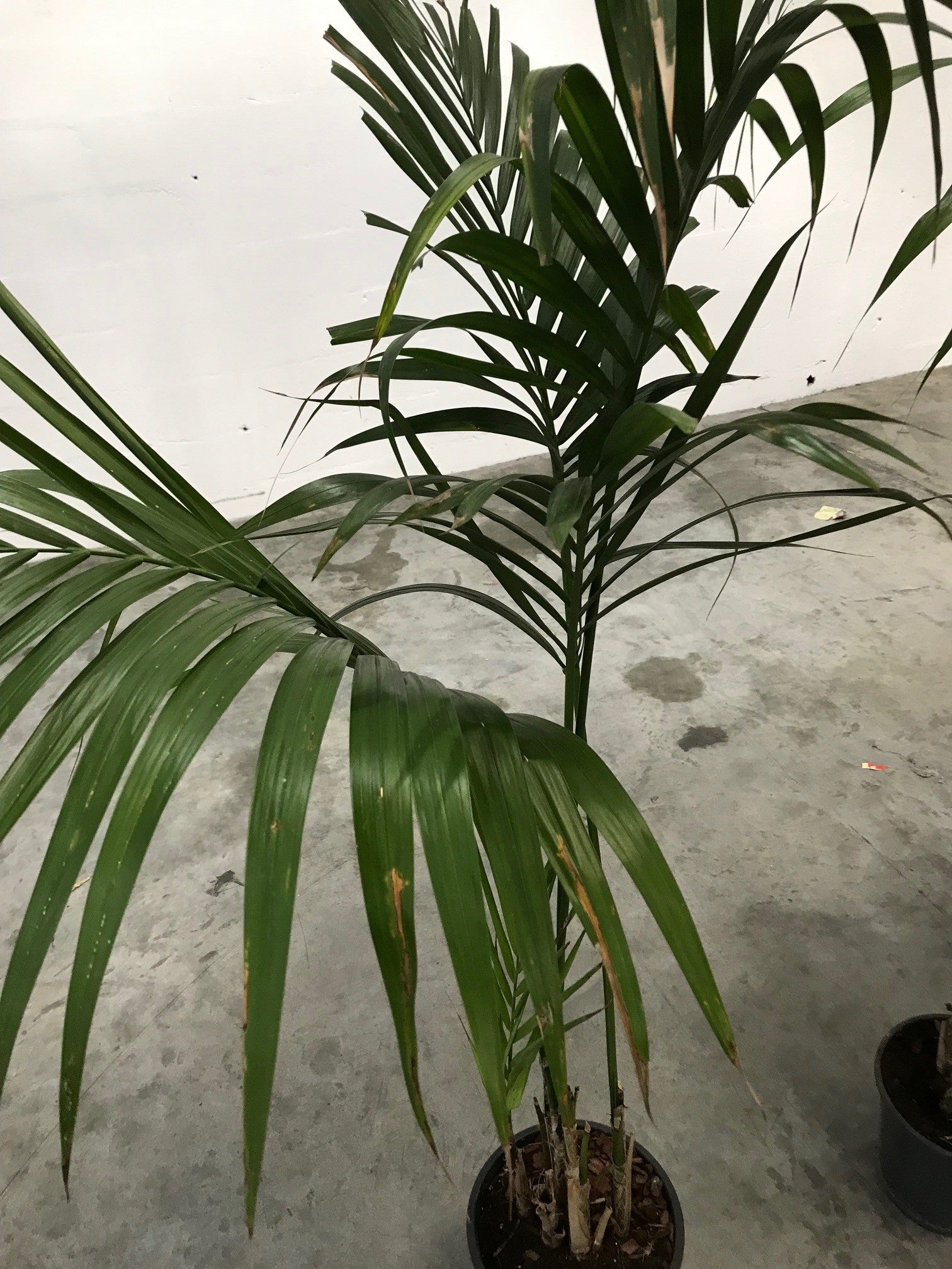 Palmier Kentia (Howea forsteriana)