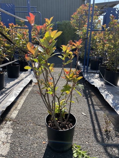 Photinia – Arbuste Haie Persistante – ~1,10 m