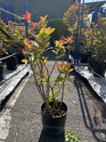 Photinia – Arbuste Haie Persistante – ~1,10 m