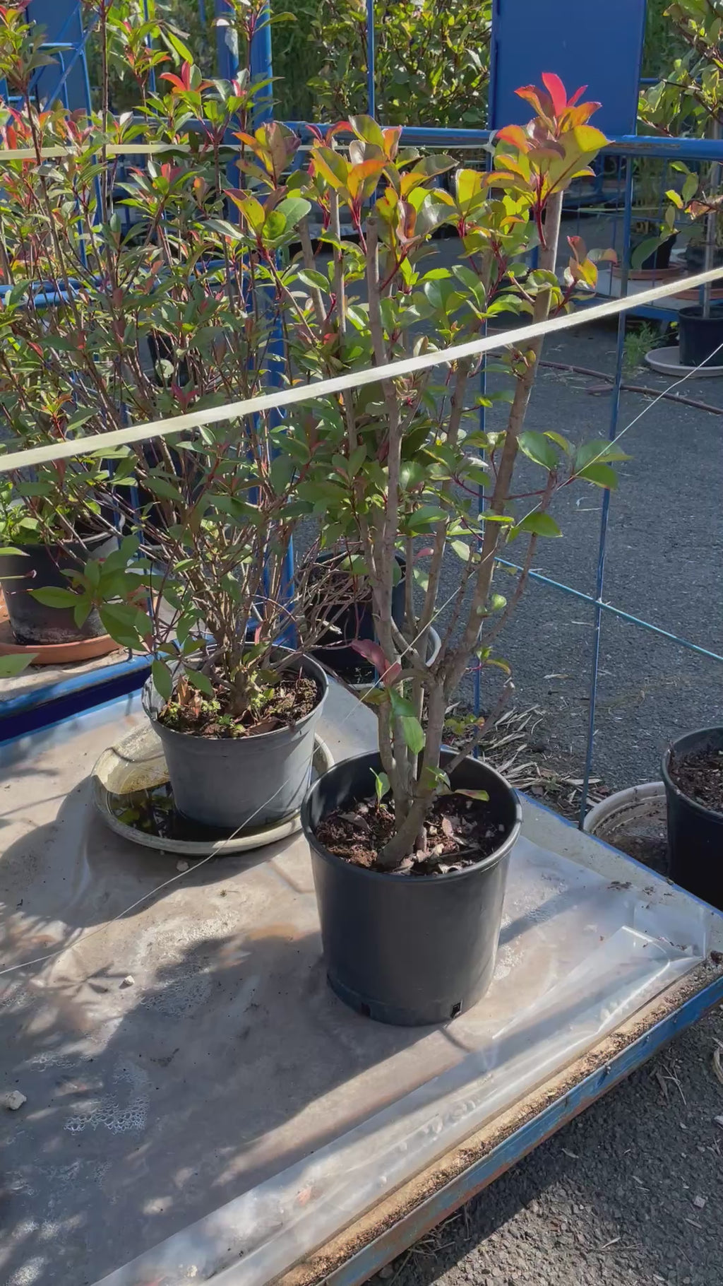 Photinia – Arbuste Haie Persistante – ~1,10 m