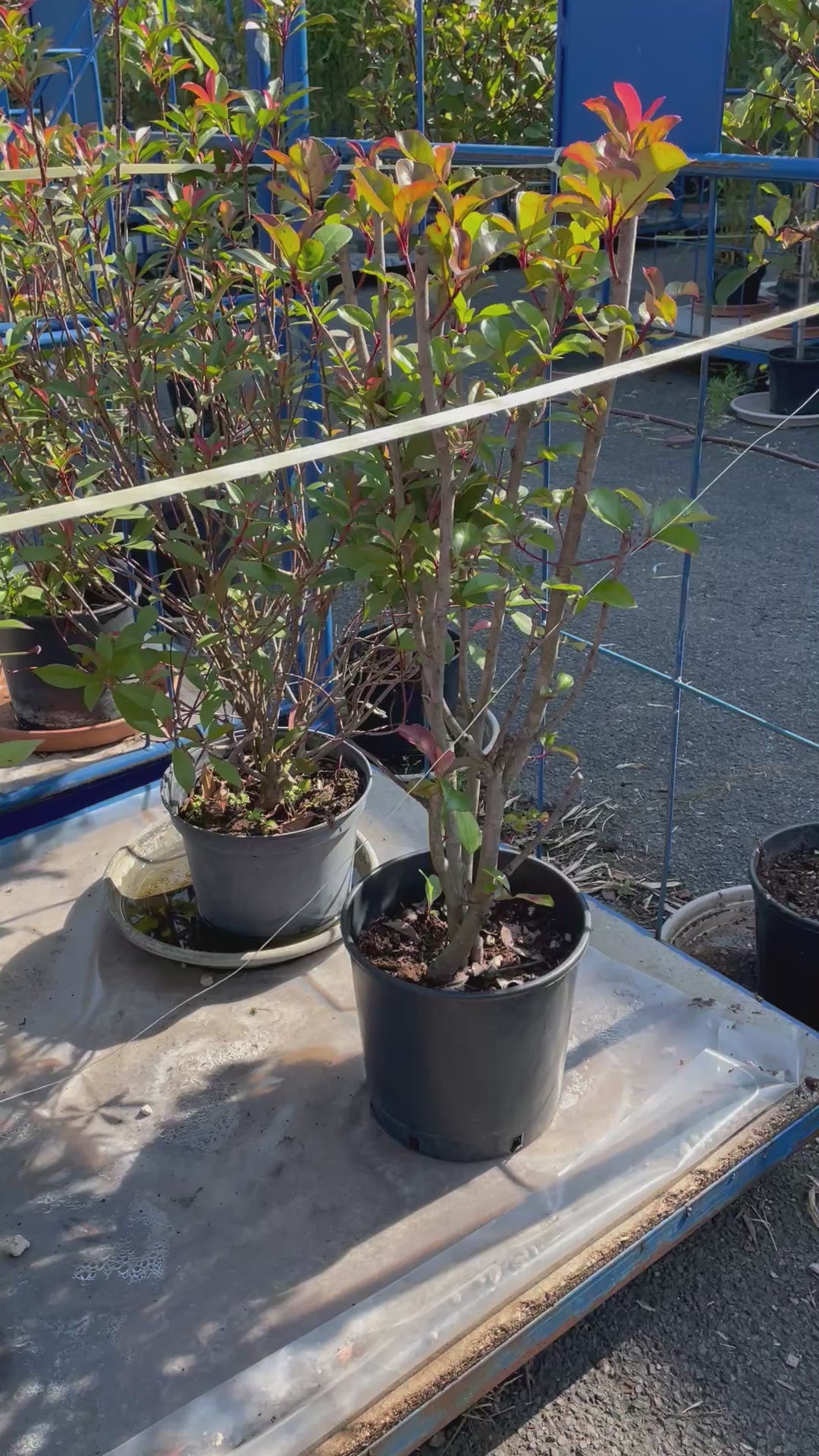 Photinia – Arbuste Haie Persistante – ~1,10 m
