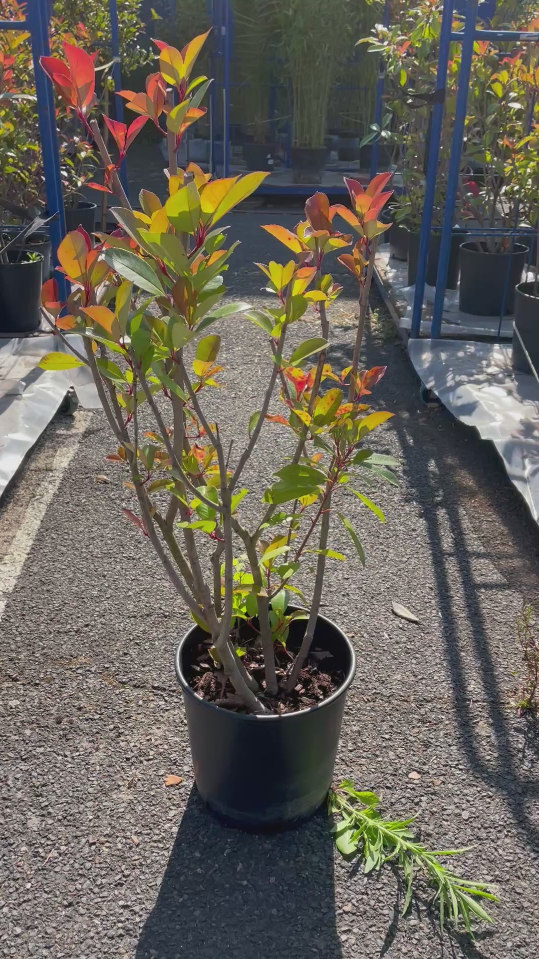 Photinia – Arbuste Haie Persistante – ~1,10 m